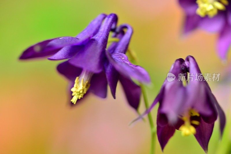 水仙花/耧斗菜花